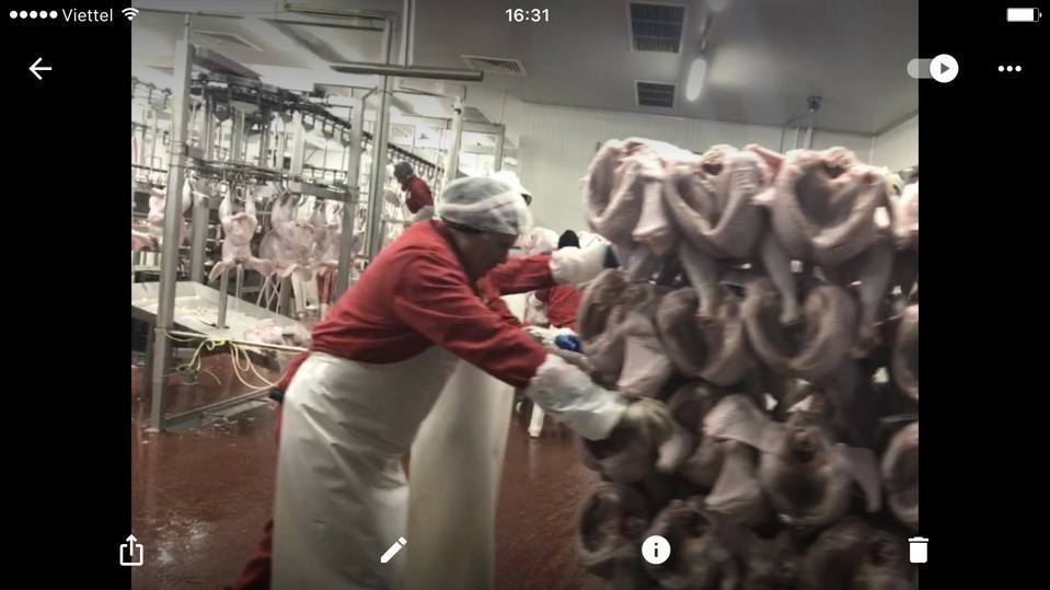 [Rumani] Tuyển gấp 25 nam nữ đi Rumani chế biến thịt gà