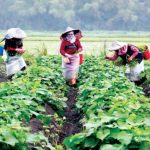 [Đài Loan] Tuyển 30 nam, nữ làm nông nghiệp