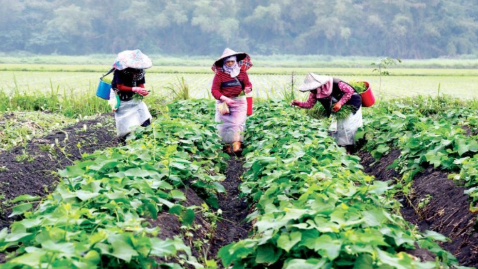 [Đài Loan] Tuyển 30 nam, nữ làm nông nghiệp